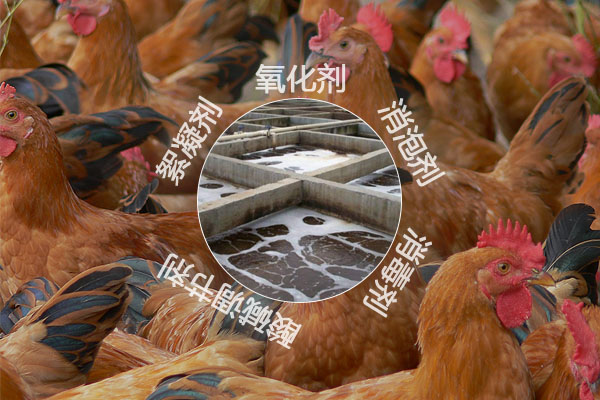 养鸡场污水处理工艺流程及常用的化工原料有哪些？
